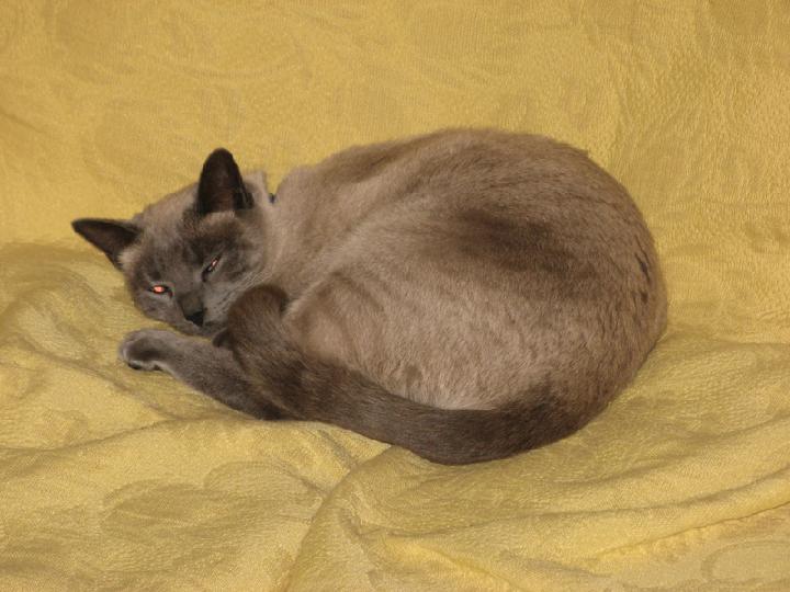 2008-12  Saphir 001.JPG